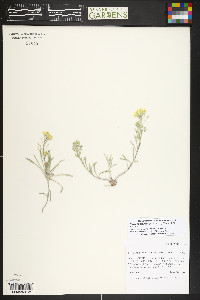 Physaria arenosa image