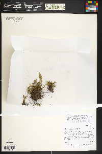 Myriopteris wootonii image