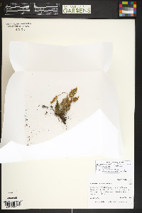 Myriopteris wootonii image