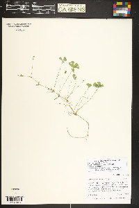 Marsilea vestita image