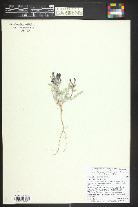 Astragalus amphioxys var. modestus image