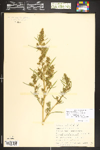 Bassia scoparia image