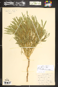 Bassia scoparia image