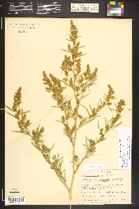 Bassia scoparia image