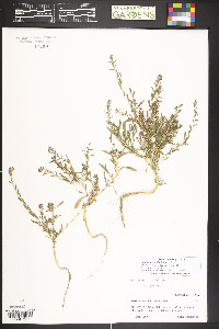 Bassia scoparia image