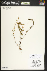 Myriopteris wootonii image