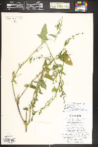Atriplex heterosperma image
