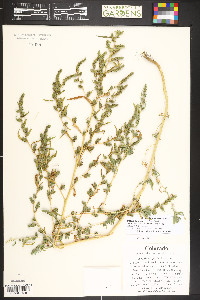 Bassia scoparia image