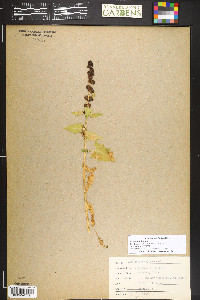 Blitum capitatum image