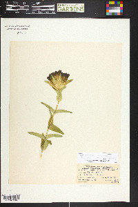 Gentiana parryi image