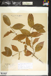 Viburnum plicatum image