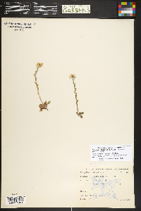 Noccaea fendleri subsp. glauca image