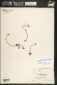 Noccaea fendleri subsp. glauca image