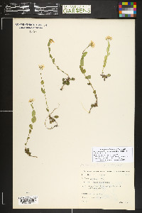 Noccaea fendleri image
