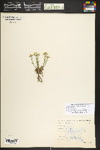 Noccaea fendleri image