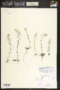 Noccaea fendleri subsp. glauca image