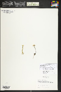 Noccaea fendleri image