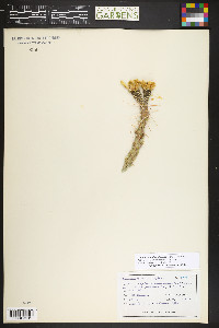 Cylindropuntia imbricata image