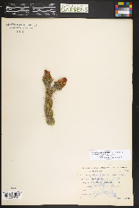 Cylindropuntia imbricata image