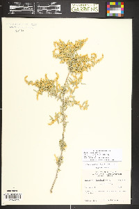 Zuckia brandegeei image