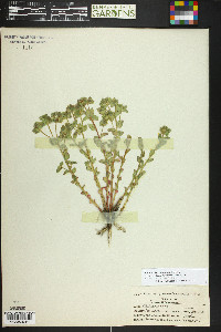 Euphorbia brachycera image