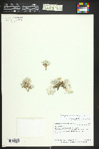 Astragalus sericoleucus image
