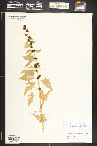 Blitum capitatum image