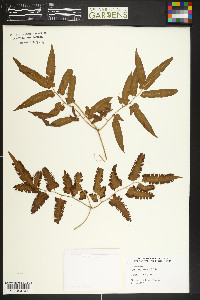 Lygodium flexuosum image