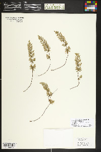 Myriopteris gracilis image