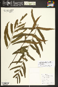 Homalosorus pycnocarpos image