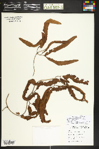 Lygodium auriculatum image