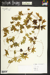 Lygodium palmatum image