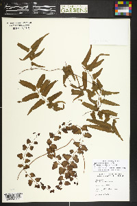 Lygodium flexuosum image
