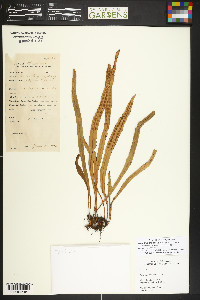 Lepisorus thunbergianus image