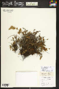 Myriopteris gracilis image