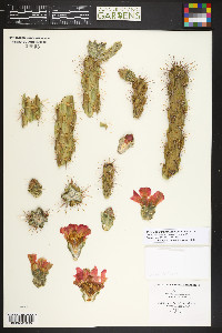 Cylindropuntia imbricata image