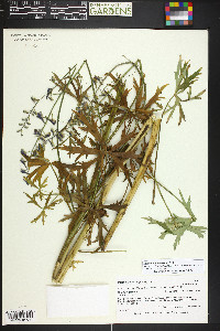 Delphinium ramosum image