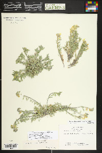Physaria montana image