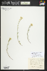 Physaria montana image