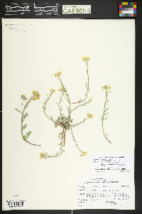 Physaria montana image