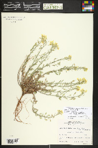 Physaria montana image