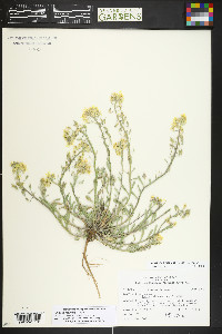 Physaria montana image