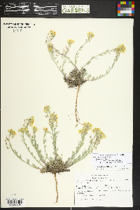 Physaria montana image