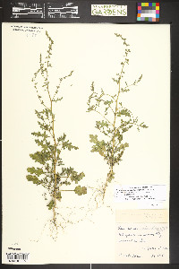 Dysphania botrys image