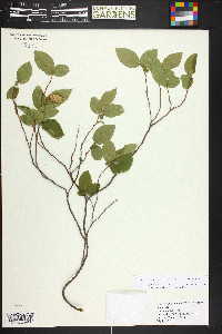 Ostrya virginiana subsp. virginiana image