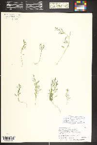 Oxybasis glauca image