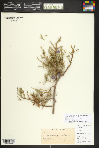 Juniperus deppeana image
