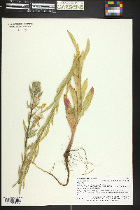 Oenothera villosa image