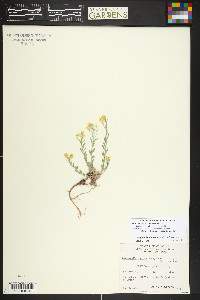 Physaria montana image