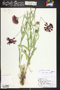 Gaillardia grandiflora image